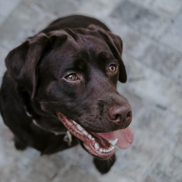 Kaveri Mehta, Lead Design Curator at PetalThicketPasture, reviewing corporate floral arrangements